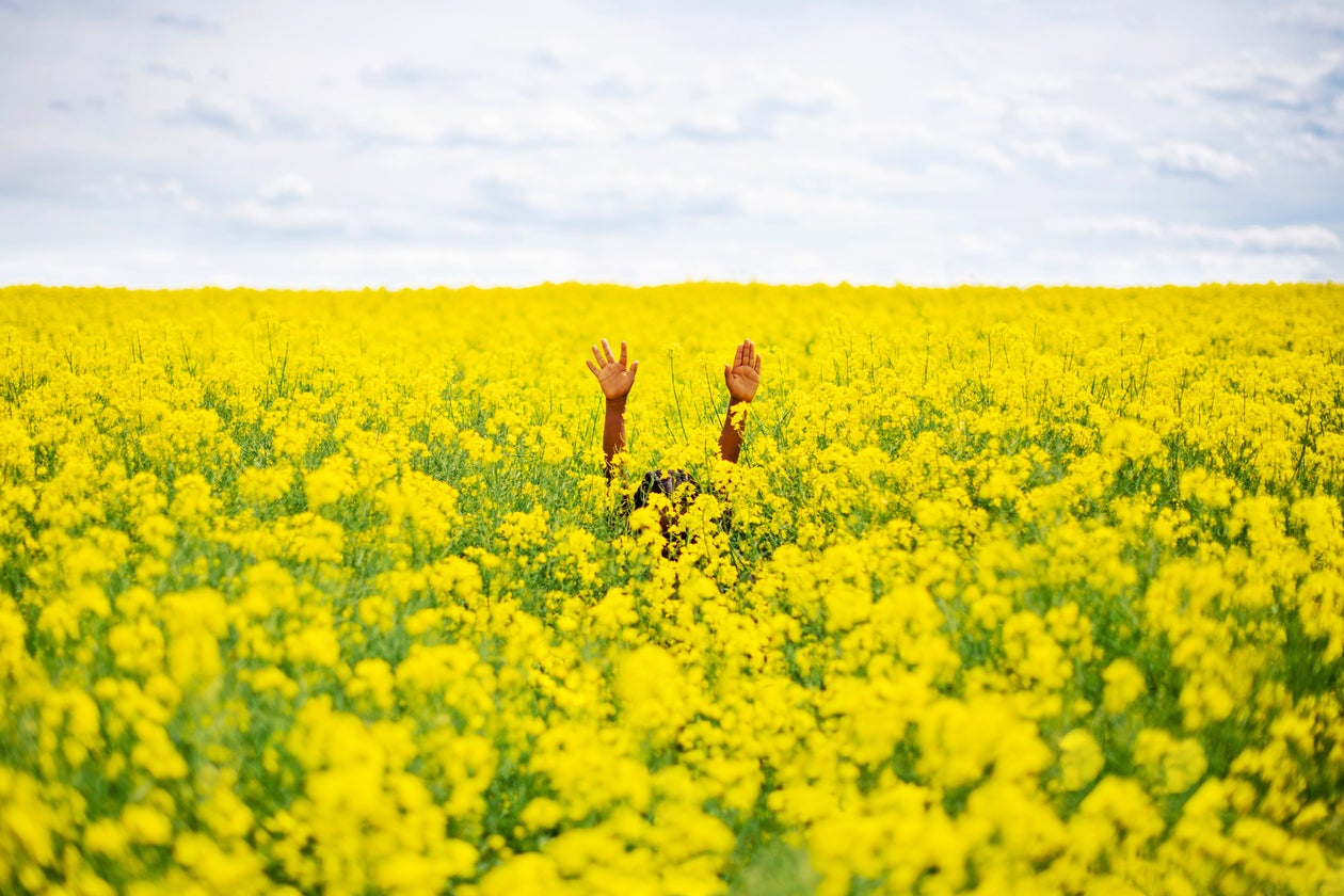 hands in sunflower field