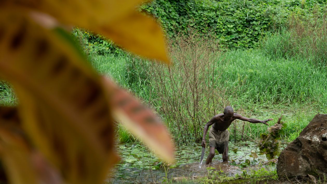 Man in rainforest