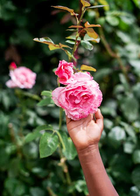 Rose and Hand