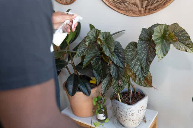 Caring for plants