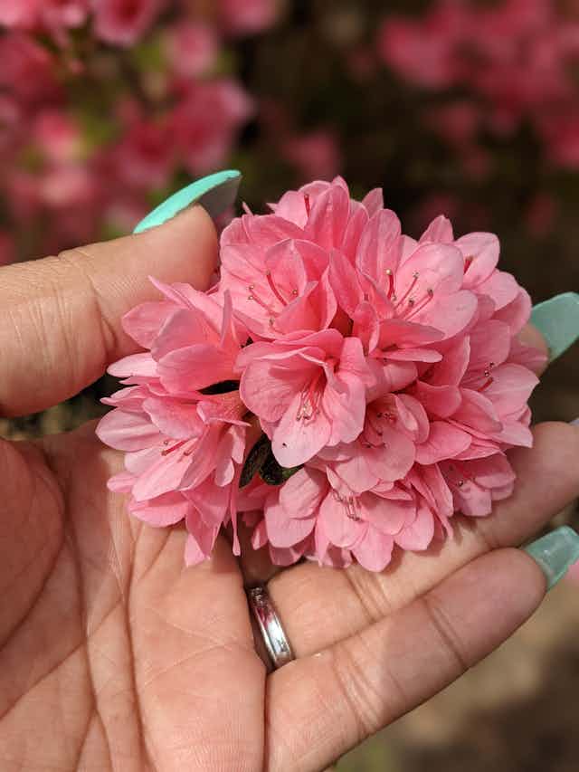 Pink Flower Brown Hand