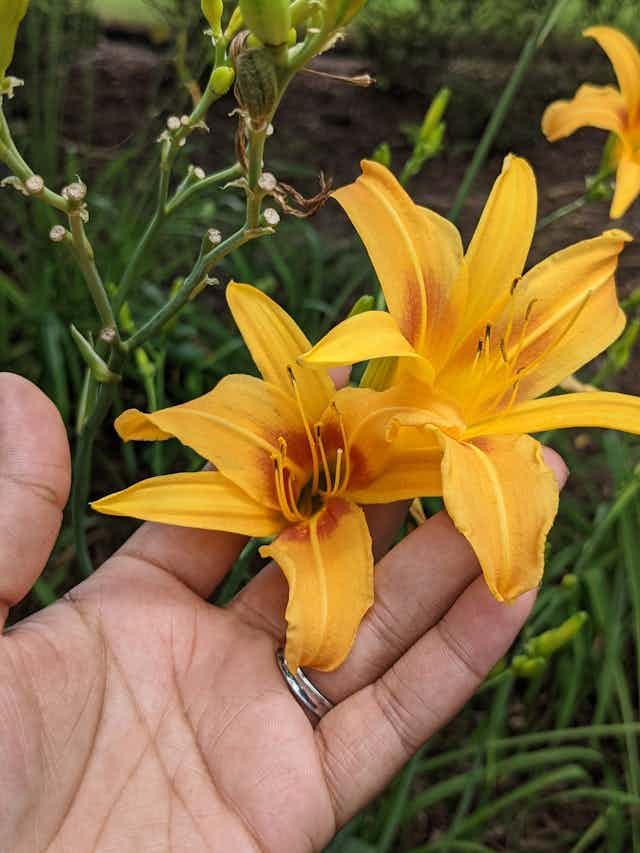 Yellow Flower