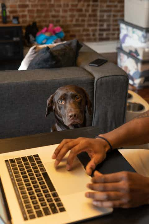 Man playing with dog