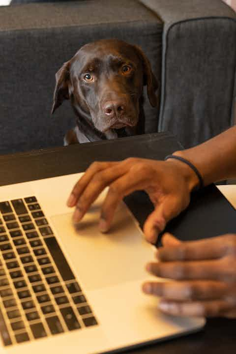 Man playing with dog