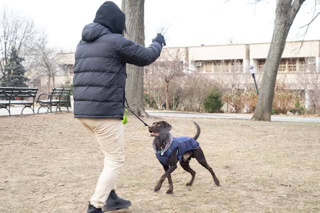 Man playing with dog